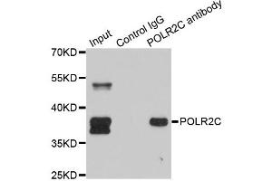Immunoprecipitation analysis of 150ug extracts of SW620 cells using 3ug POLR2C antibody. (POLR2C anticorps)