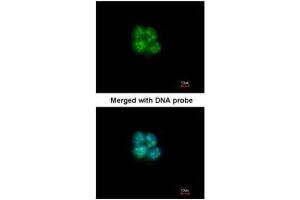 ICC/IF Image Immunofluorescence analysis of paraformaldehyde-fixed A431, using SHARP2, antibody at 1:200 dilution.