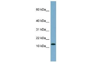 WB Suggested Anti-RPS27L Antibody Titration: 0.
