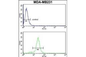 SERPINA3 Antibody (C-term) (ABIN1882130 and ABIN2841450) flow cytometry analysis of MDA-M cells (bottom histogram) compared to a negative control cell (top histogram).