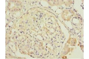 Immunohistochemistry of paraffin-embedded human kidney tissue using ABIN7149924 at dilution of 1:100