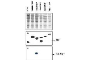 Western blot of Urm1 fusion protein.