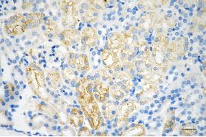 Immunohistochemistry was performed on paraffin-embedded mouse kidney using integrin subunit alpha V antibody (ABIN7800944), 1:200).