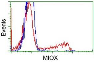 HEK293T cells transfected with either RC210070 overexpress plasmid (Red) or empty vector control plasmid (Blue) were immunostained by anti-MIOX antibody (ABIN2453309), and then analyzed by flow cytometry. (MIOX anticorps)