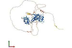 AlphaFold protein structure predicition of Mouse Recombinant Cpeb2 Protein, UniprotID Q812E0