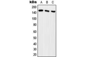 Western blot analysis of ARHGEF10 expression in HeLa (A), HEK293T (B), SP2/0 (C) whole cell lysates. (ARHGEF10 anticorps  (Center))