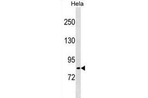 LRCH1 Antibody (Center) (ABIN1881505 and ABIN2839080) western blot analysis in Hela cell line lysates (35 μg/lane). (LRCH1 anticorps  (AA 304-333))