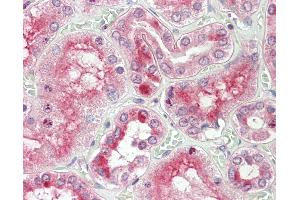 Anti-RGS22 antibody IHC staining of human kidney. (RGS22 anticorps  (N-Term))