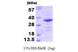 SDS-PAGE (SDS) image for BCL2-Associated Athanogene (BAG1) (AA 1-230) protein (ABIN666963)