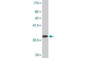 Western Blot detection against Immunogen (36.