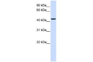 WB Suggested Anti-NIPA2 Antibody Titration:  0. (NIPA2 anticorps  (Middle Region))