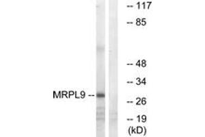 Western blot analysis of extracts from COLO cells, using MRPL9 Antibody. (MRPL9 anticorps  (AA 211-260))
