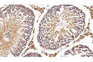 Detection of IFNa in Rat Testis Tissue using Polyclonal Antibody to Interferon Alpha (IFNa)