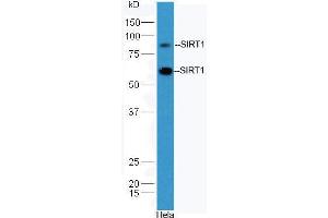 Hela cell lysates probed with Anti-SIRT1 Polyclonal Antibody, Unconjugated  at 1:3000 90min in 37˚C. (SIRT1 anticorps  (AA 101-200))