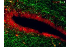 IHC-Fr Image Sox2 antibodies detects Sox2 proteins on embryonic mouse brain by immunohistochemical analysis. (SOX2 anticorps)