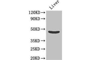 Western Blot Positive WB detected in: Mouse liver tissue All lanes: OLFML1 antibody at 2 μg/mL Secondary Goat polyclonal to rabbit IgG at 1/50000 dilution Predicted band size: 46 kDa Observed band size: 46 kDa (OLFML1 anticorps  (AA 201-402))