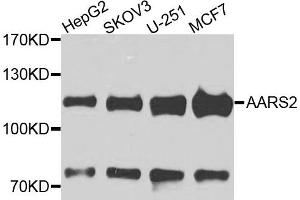 Western blot analysis of extracts of various cells, using AARS2 antibody. (AARS2 anticorps)