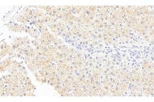 ABIN334436 (5µg/ml) staining of paraffin embedded Human Liver.