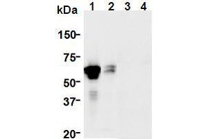 Western Blotting (WB) image for anti-GDNF Family Receptor alpha 1 (GFRA1) (AA 24-440), (Extracellular Domain) antibody (ABIN1449285) (GFRA1 anticorps  (Extracellular Domain))