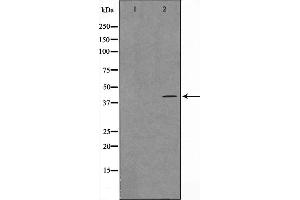 Western blot analysis on Jurkat cell lysate using SPR1 Antibody，The lane on the left is treated with the antigen-specific peptide. (GPR68 anticorps  (Internal Region))