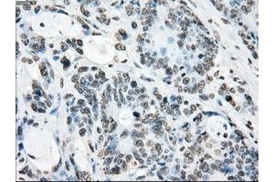 Image no. 11 for anti-P450 (Cytochrome) Oxidoreductase (POR) antibody (ABIN1497746) (POR anticorps)