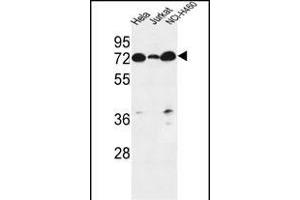 LR4 Antibody (C-term) (ABIN651164 and ABIN2840106) western blot analysis in Hela,Jurkat,NCI- cell line lysates (35 μg/lane). (LPPR4 anticorps  (C-Term))