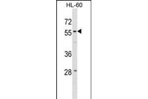 WDR21A Antibody (N-term) (ABIN1881999 and ABIN2838992) western blot analysis in HL-60 cell line lysates (35 μg/lane). (DCAF4 anticorps  (N-Term))