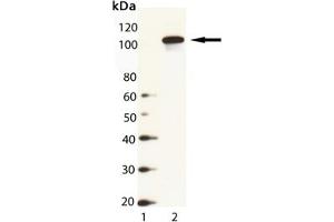 Western Blot Analysis of HSP104 (yeast), pAb : Lane 1: MW Marker, Lane 2: Yeast Cell Lysate (HSP104 anticorps  (C-Term))