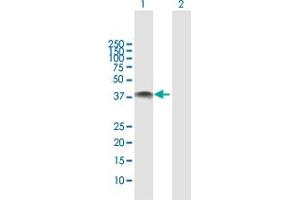 Western Blot analysis of NOV expression in transfected 293T cell line by NOV MaxPab polyclonal antibody.