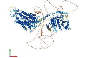 AlphaFold protein structure predicition of Human Recombinant SLC12A2 Protein, UniprotID P55011
