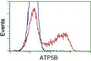 Image no. 8 for anti-ATP Synthase, H+ Transporting, Mitochondrial F1 Complex, beta Polypeptide (ATP5B) antibody (ABIN1496769)