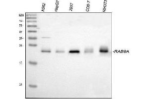 Western blot analysis of Rab9/RAB9A using anti-Rab9/RAB9A antibody (ABIN3044539). (RAB9A anticorps  (C-Term))