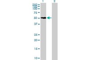 Western Blot analysis of SNX21 expression in transfected 293T cell line by SNX21 MaxPab polyclonal antibody. (SNX21 anticorps  (AA 1-373))
