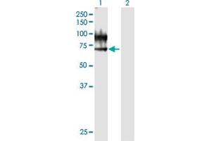 Western Blot analysis of VNN1 expression in transfected 293T cell line by VNN1 MaxPab polyclonal antibody. (VNN1 anticorps  (AA 1-513))