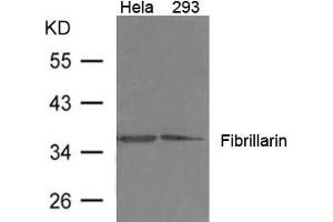 Western blot analysis of extract from 293, Hela cells using Fibrillarin Antibody (Fibrillarin anticorps)