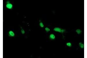 Image no. 3 for anti-ADP-Ribosylation Factor-Like 2 Binding Protein (ARL2BP) antibody (ABIN1496715)