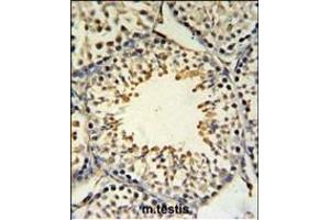 ACBG2 Antibody (Center) (ABIN653811 and ABIN2843086) IHC analysis in formalin fixed and paraffin embedded mouse testis tissue followed by peroxidase conjugation of the secondary antibody and DAB staining.