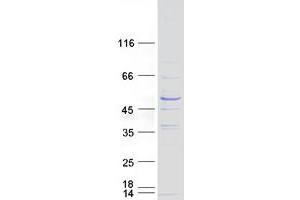 Validation with Western Blot (RIBC1 Protein (Transcript Variant 1) (Myc-DYKDDDDK Tag))