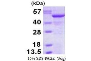 Image no. 1 for Nucleotide Exchange Factor SIL1 (SIL1) (AA 32-461) protein (His tag) (ABIN6386974)