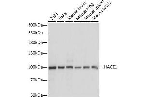 Western blot analysis of extracts of various cell lines, using HACE1 antibody. (HACE1 anticorps)