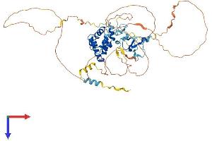 AlphaFold protein structure predicition of Human Recombinant AIRE Protein, UniprotID O43918