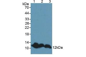 Western blot analysis of (1) Mouse Liver Tissue, (2) Mouse Brain Tissue and (3) Rat Brain Tissue. (TXN anticorps  (AA 1-105))
