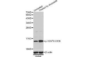 Western blot analysis of extracts of Jurkat cells, using Phospho-H2AFX-S139 antibody (ABIN5969940). (H2AFX anticorps  (pSer139))