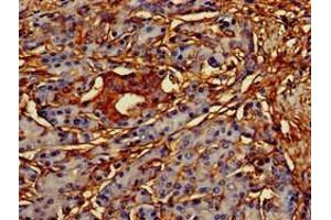Immunohistochemistry of paraffin-embedded human pancreatic tissue using ABIN7148816 at dilution of 1:100