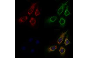 ABIN6257773 and ABIN6275331 staining Hela cells by IF/ICC.