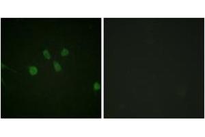 Immunofluorescence analysis of NIH-3T3 cells, using MAD1 (Ab-428) Antibody. (PSMD14 anticorps  (AA 394-443))