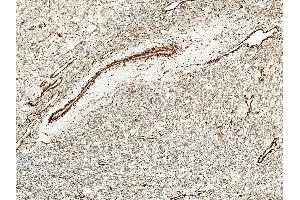 Immunohistochemistry analysis using Rabbit Anti-Kir4.