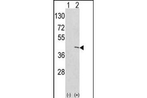 Western blot analysis of EKI1 (arrow) using rabbit polyclonal hEKI1-C3 (ABIN391086 and ABIN2841227). (Ethanolamine Kinase 1 anticorps  (N-Term))