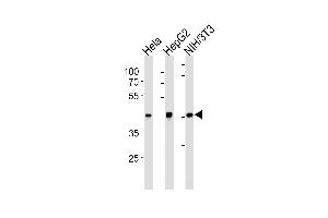 TBP Antibody (ABIN1882282 and ABIN2843355) western blot analysis in Hela,HepG2,mouse NIH/3T3 cell line lysates (35 μg/lane). (TBP anticorps)