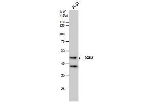 WB Image DOK2 antibody [N1C1] detects DOK2 protein by western blot analysis. (DOK2 anticorps)